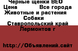 Черные щенки ВЕО › Цена ­ 5 000 - Все города Животные и растения » Собаки   . Ставропольский край,Лермонтов г.